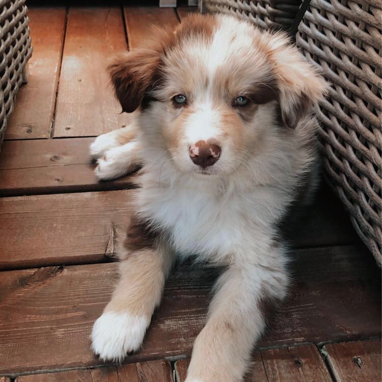 Levi-Male Aussie Puppies