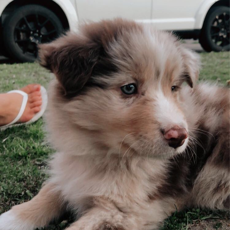 Levi-Male Aussie Puppies