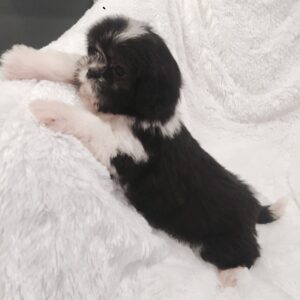 Max-Male Shih Tzu Puppies