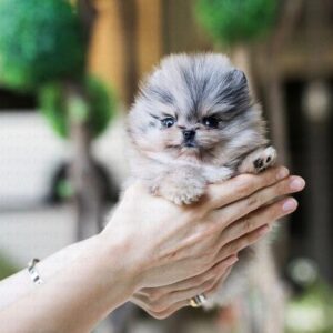 tiny teacup Pomeranian