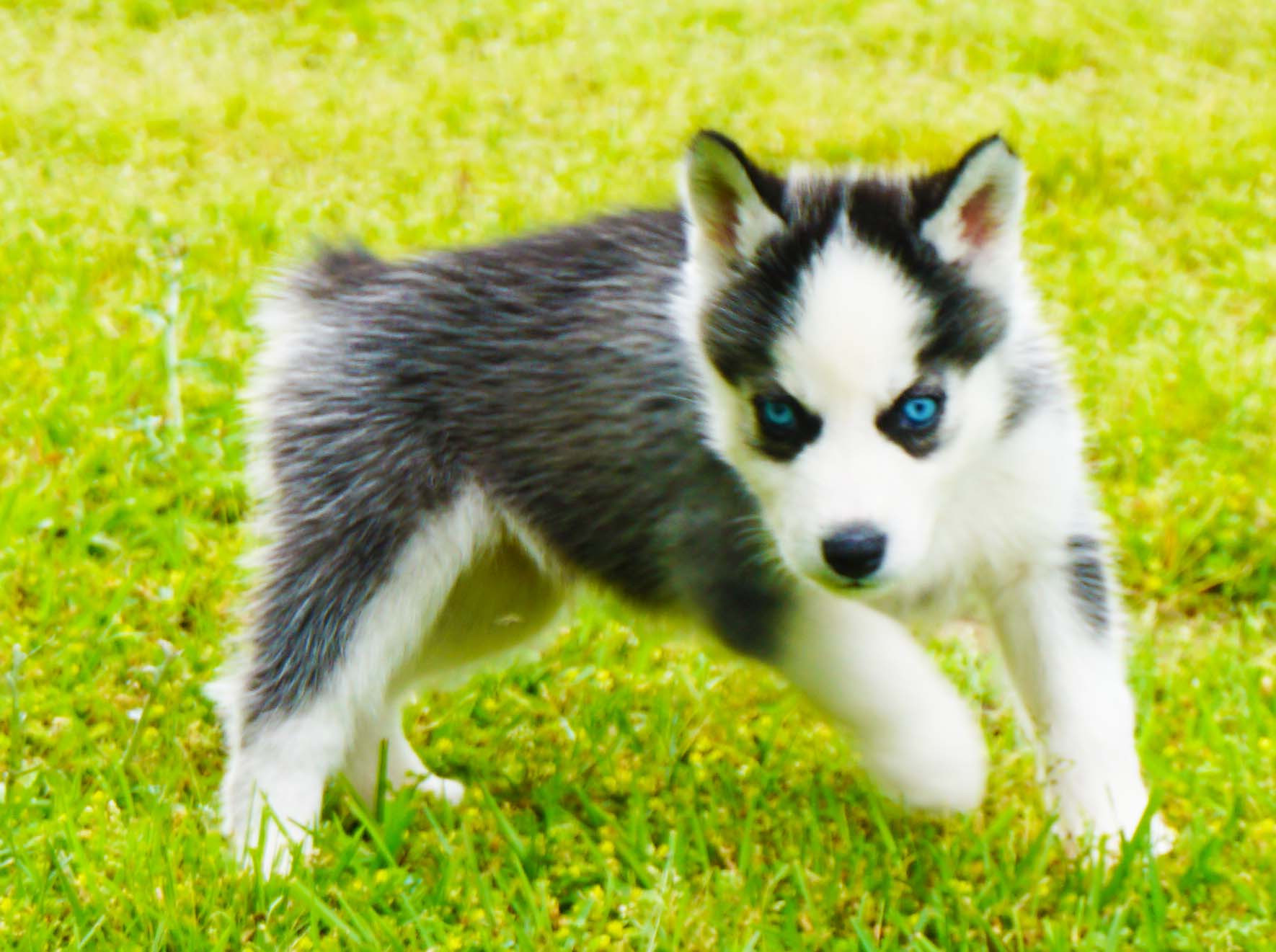 Riley - Male Siberian Husky Puppies