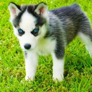 Riley - Male Siberian Husky Puppies