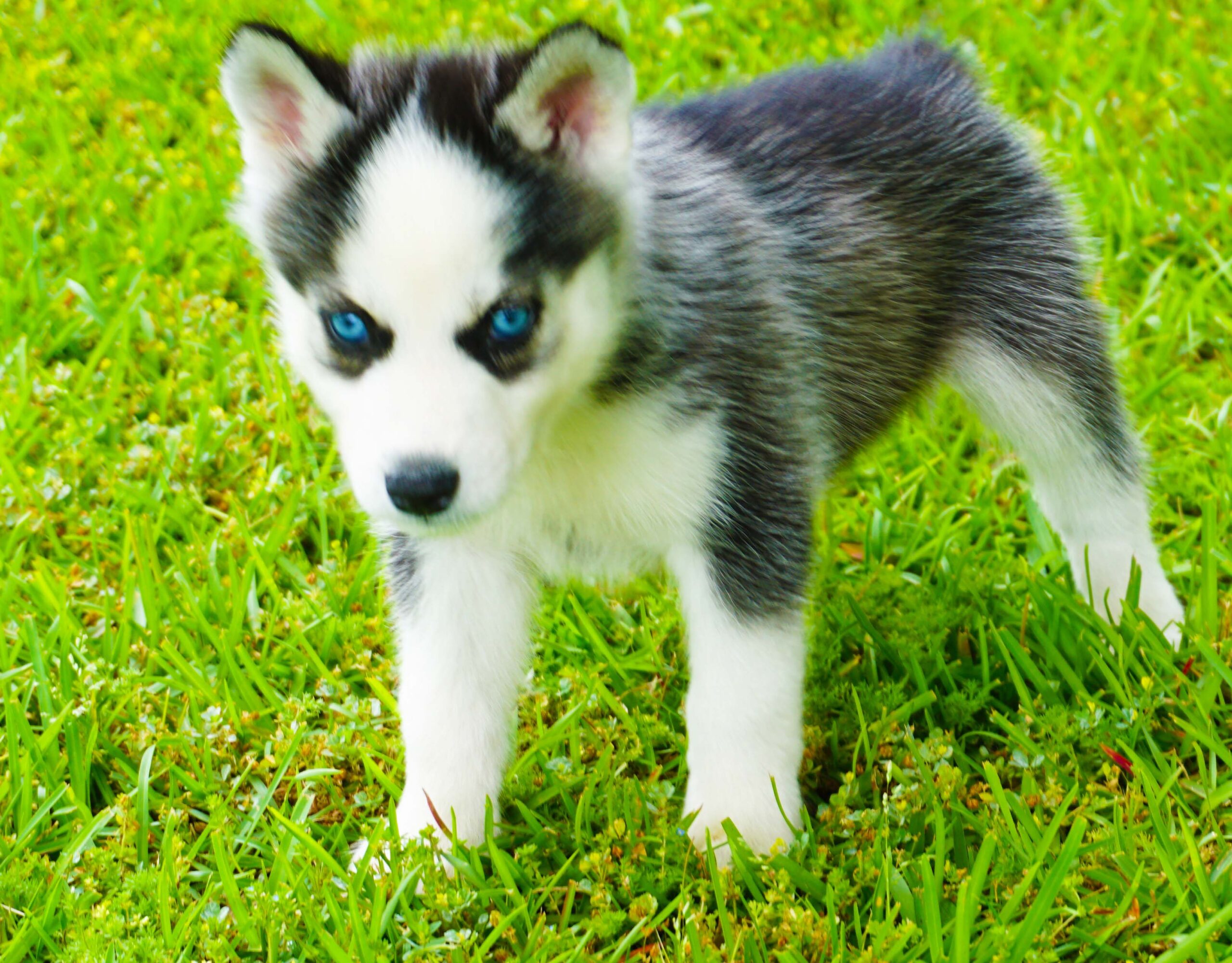 Riley - Male Siberian Husky Puppies
