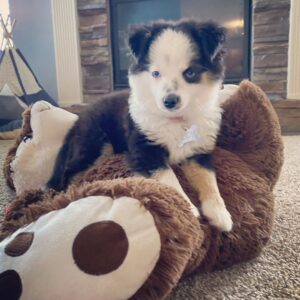 Rudie - Female Aussie Puppies