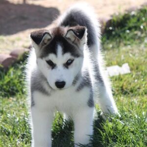 Sheila - Female Siberian Husky Puppies