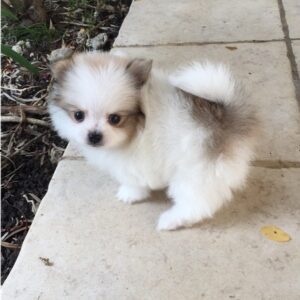 teacup Pomeranian female
