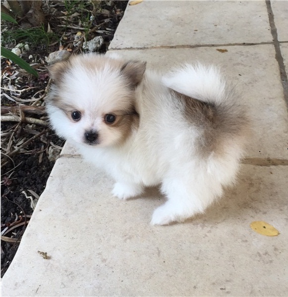 teacup Pomeranian female
