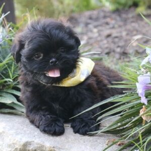 Sophia - Female Shih Tzu Puppies