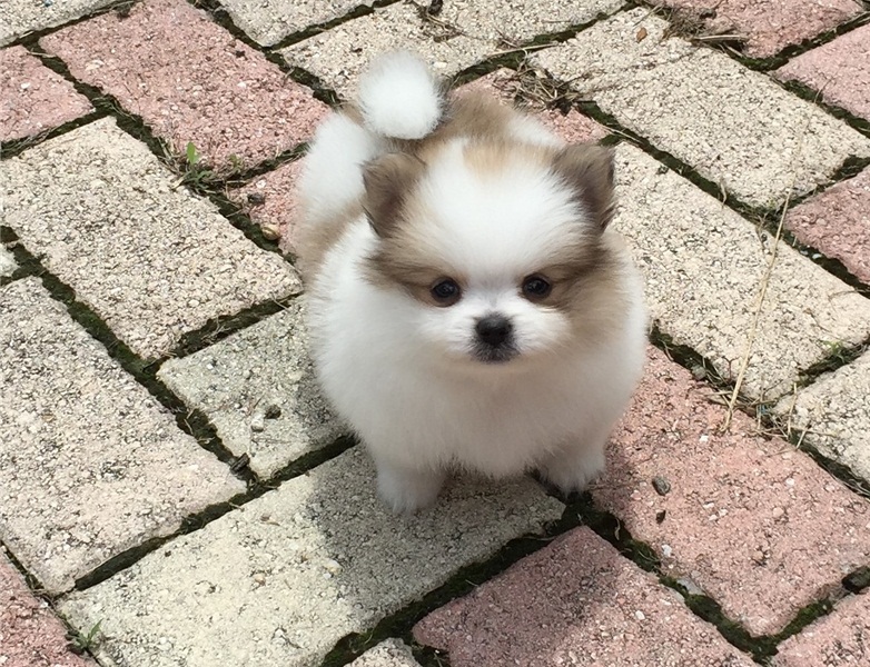 teacup Pomeranian female