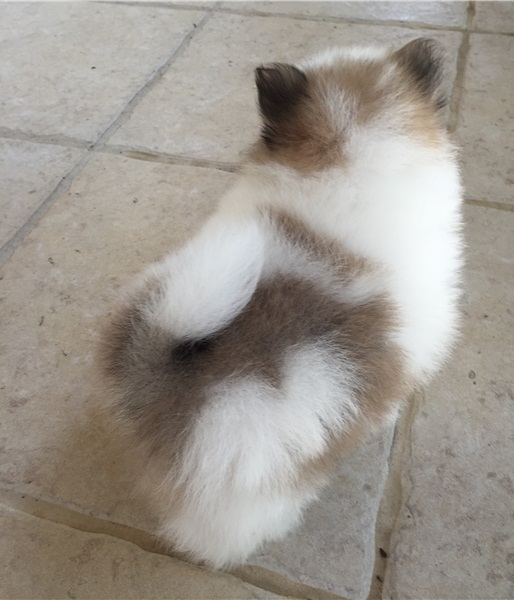 teacup Pomeranian female