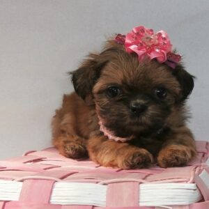 Zoey-Female Shih Tzu Puppies