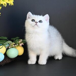 british shorthair kitten winston – charming male