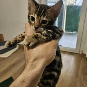 cleo – elegant female bengal companion