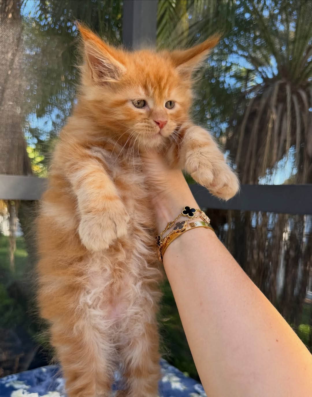 thor – majestic male maine coon kitten thor – majestic male maine coon kitten