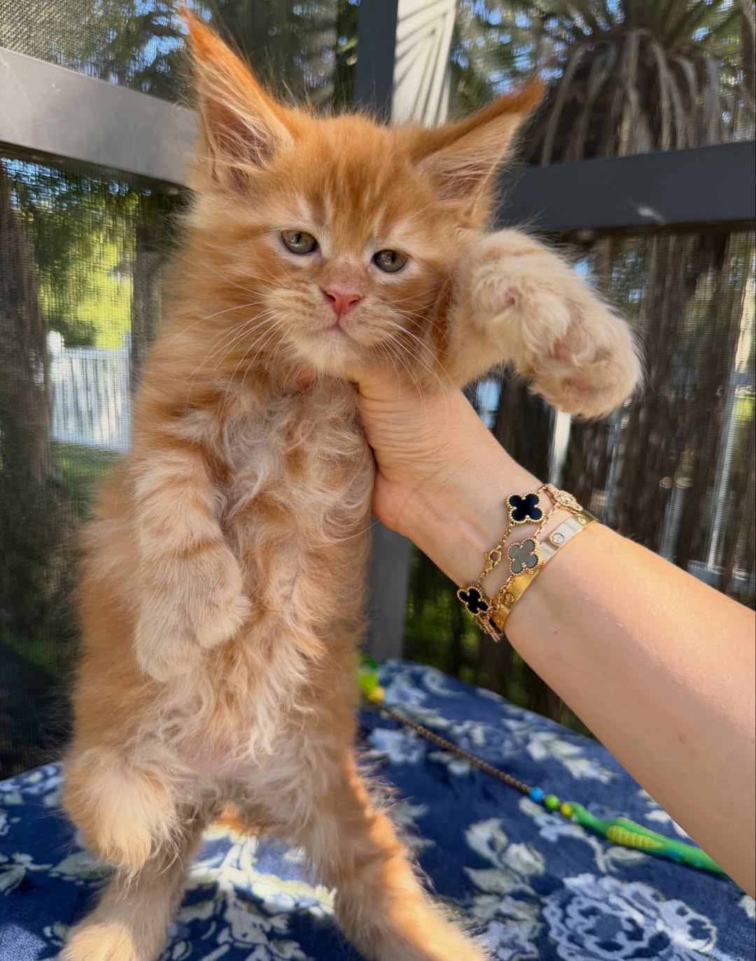 thor – majestic male maine coon kitten thor – majestic male maine coon kitten