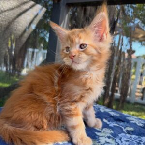 thor – majestic male maine coon kitten