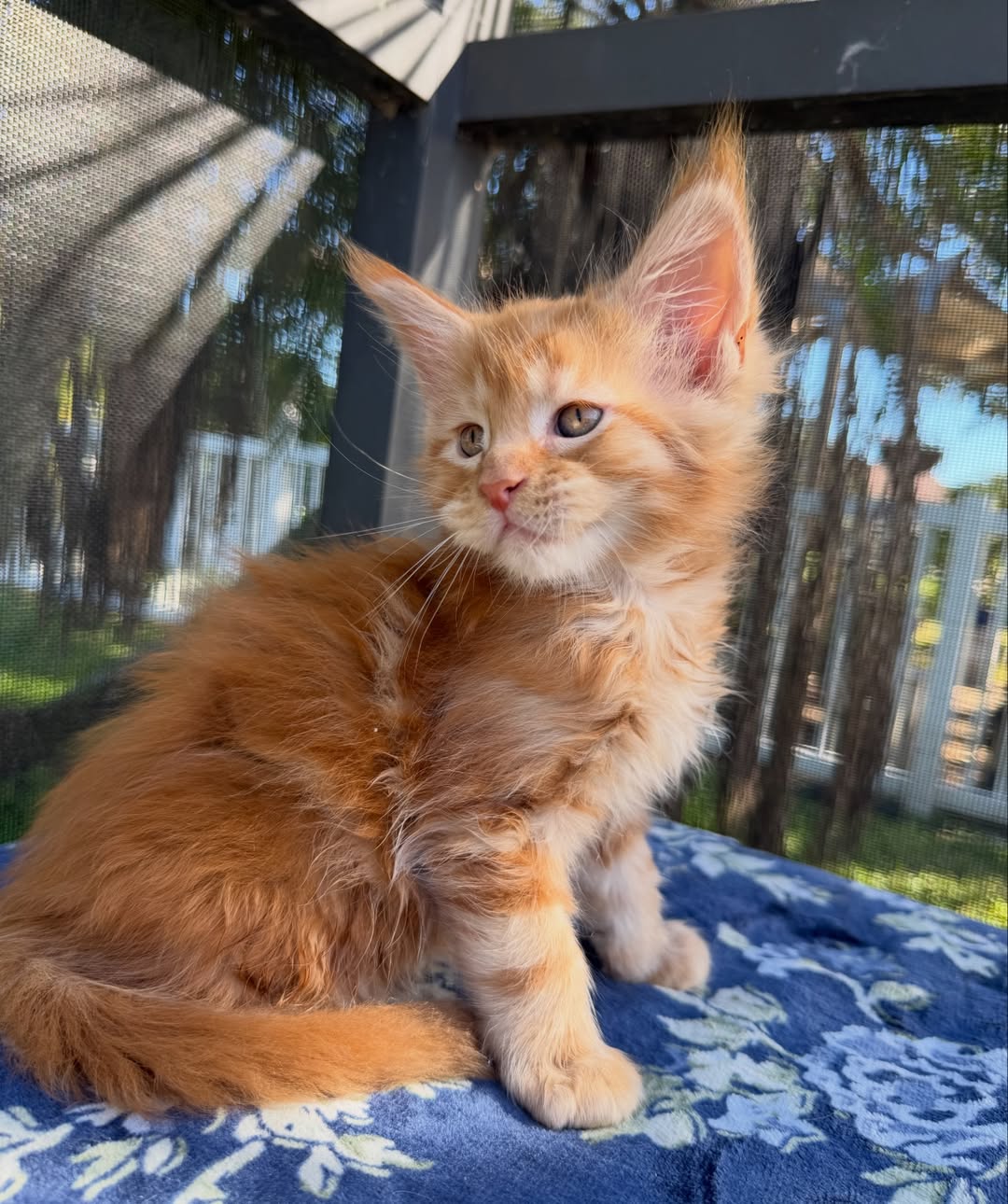 thor – majestic male maine coon kitten thor – majestic male maine coon kitten