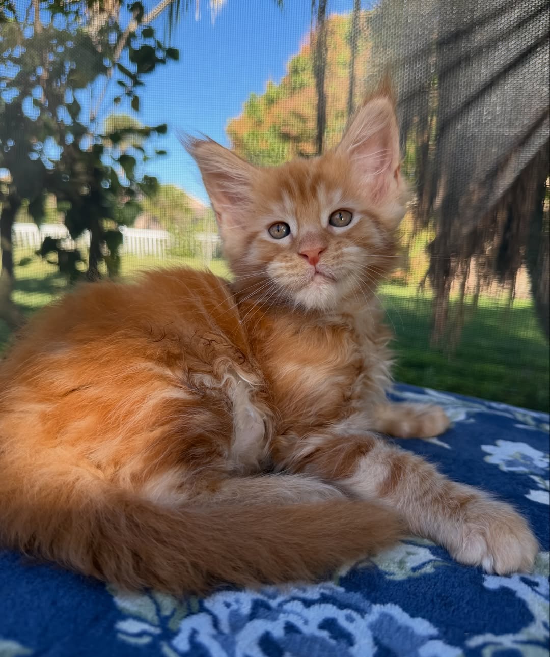 thor – majestic male maine coon kitten