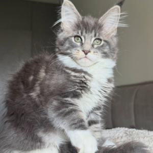 thor – majestic male maine coon kitten