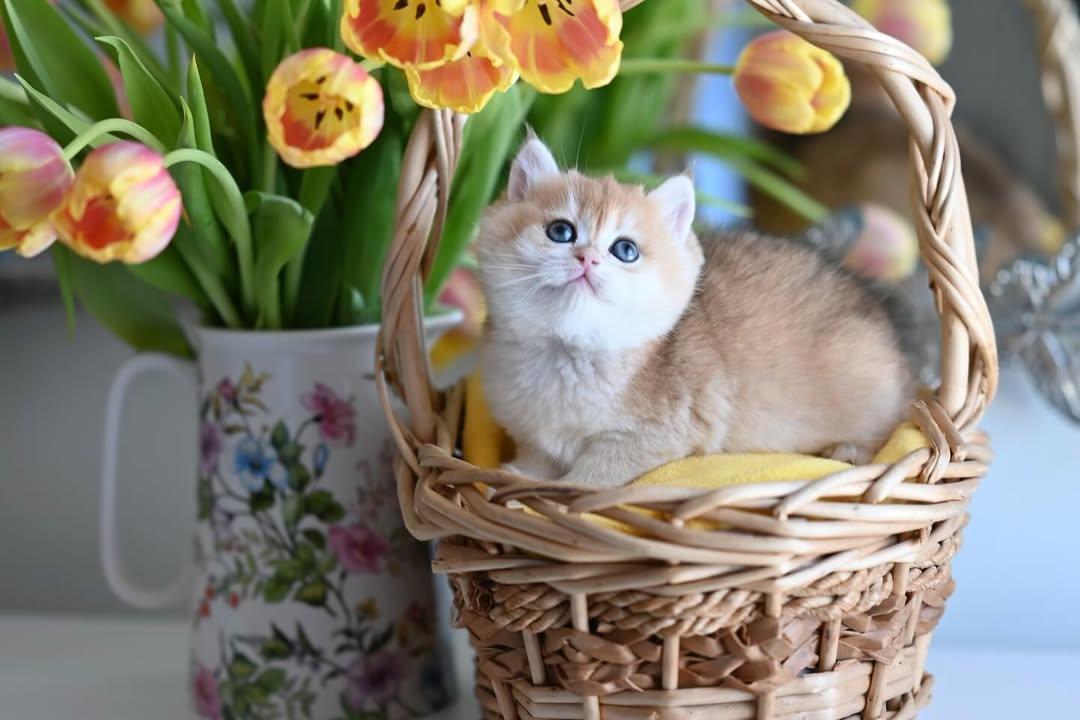 british shorthair kitten winston – charming male british shorthair kitten winston – charming male