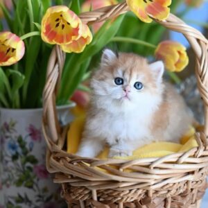 british shorthair kitten winston – charming male