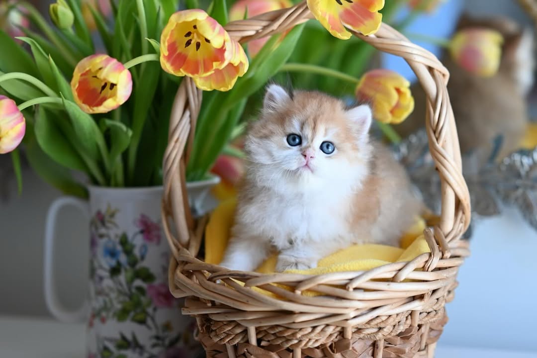 british shorthair kitten winston – charming male british shorthair kitten winston – charming male