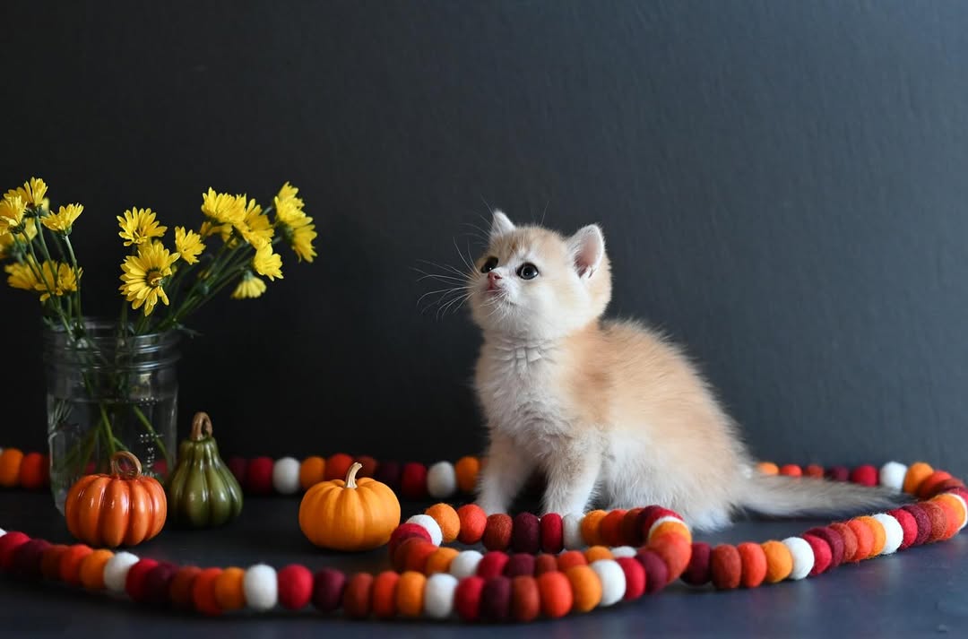 british shorthair kitten winston – charming male british shorthair kitten winston – charming male