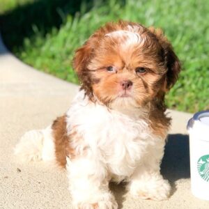shih tzu puppies