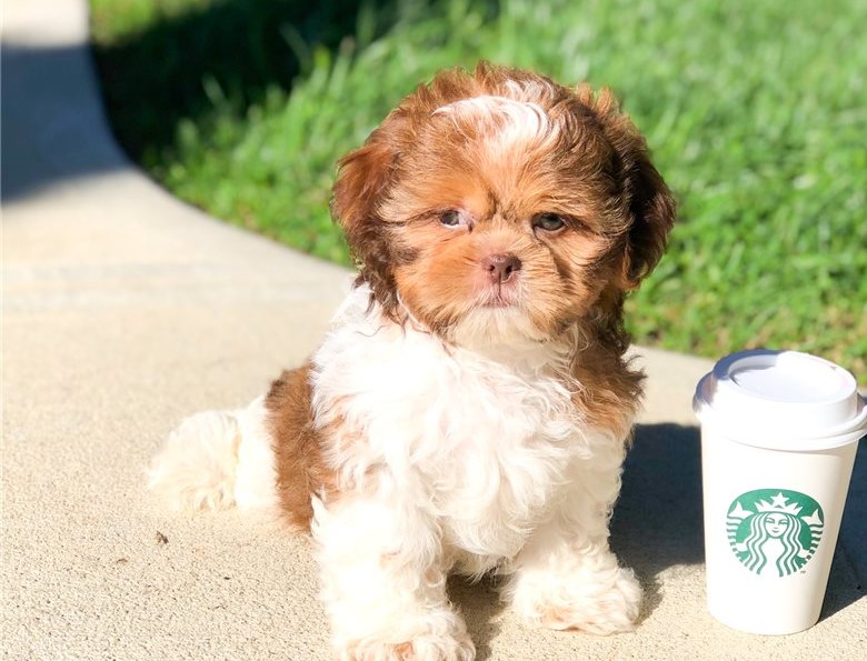 shih tzu puppies shih tzu puppies