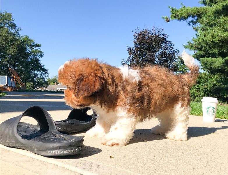 shih tzu puppies shih tzu puppies