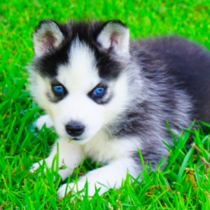 Siberian Husky Puppies