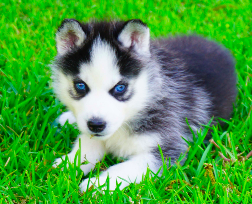 Siberian Husky Puppies