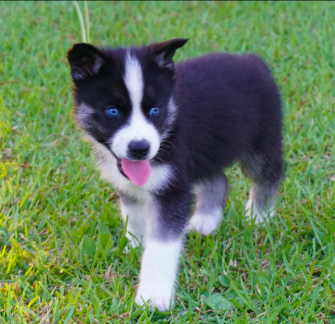Siberian Husky Puppies Siberian Husky Puppies