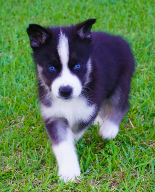 Siberian Husky Puppies Siberian Husky Puppies