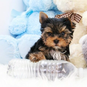 Teacup Yorkie Puppies