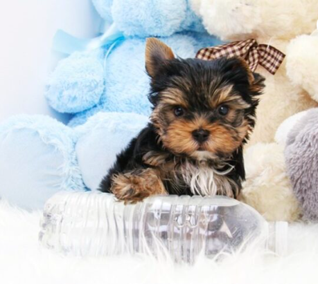 Teacup Yorkie Puppies