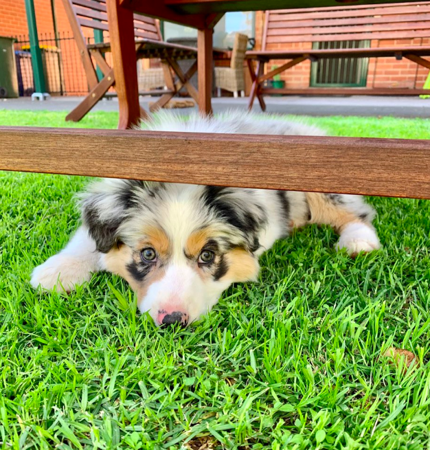 Aussie Puppies Aussie Puppies