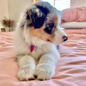Aussie Puppies