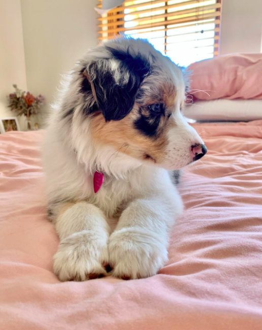 Aussie Puppies Aussie Puppies