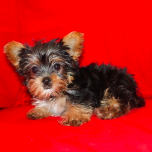 Teacup Yorkie Puppies