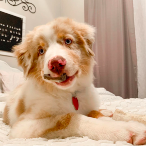 Aussie Puppies