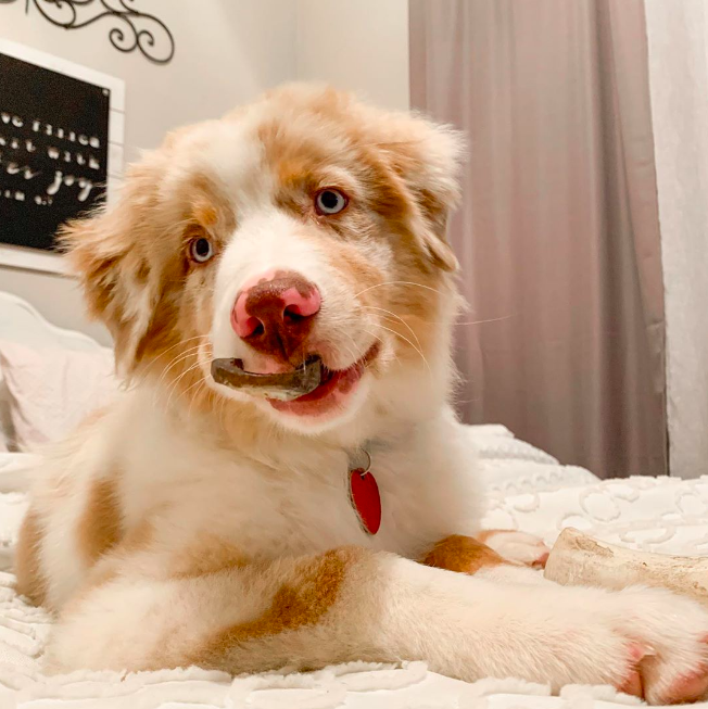Aussie Puppies Aussie Puppies