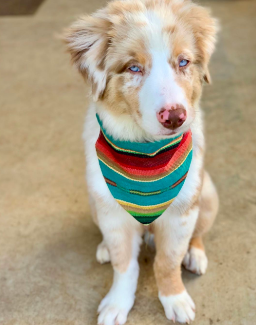 Aussie Puppies Aussie Puppies