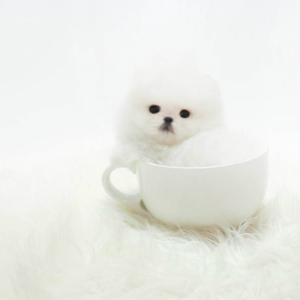 Teacup Pomeranian Puppies