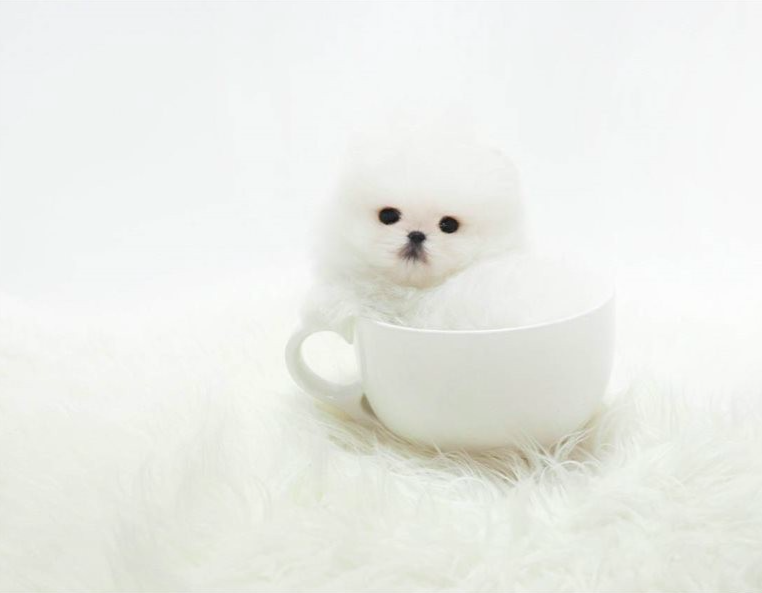 Teacup Pomeranian Puppies Teacup Pomeranian Puppies