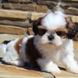 Shih Tzu Puppies