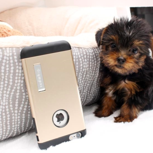 Teacup Yorkie Puppies