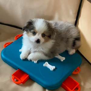 Aussie Puppies