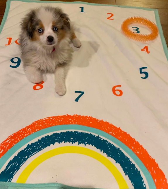 Aussie Puppies Aussie Puppies