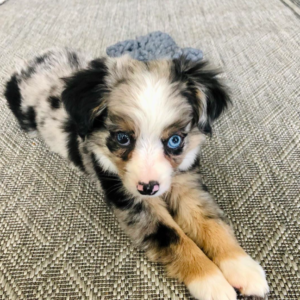 Aussie Puppies